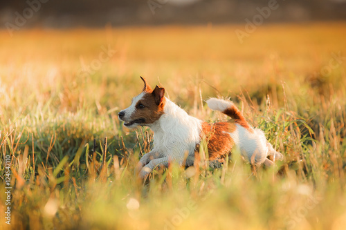 Fototapeta Naklejka Na Ścianę i Meble -  Dog Jack Russell Terrier