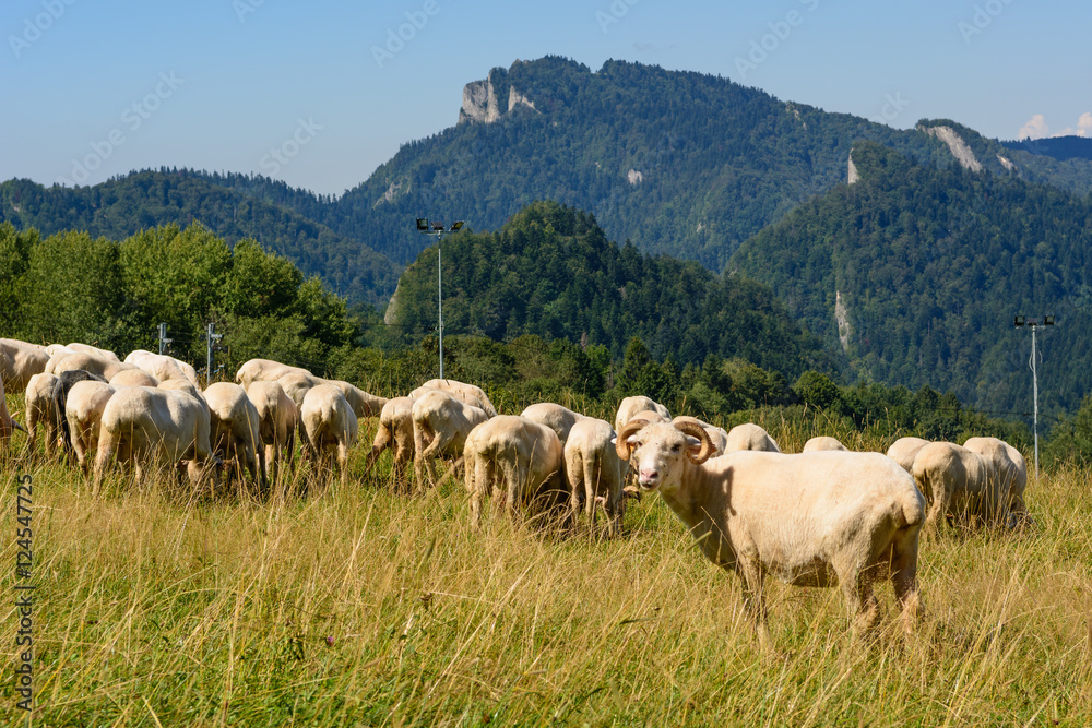 Typical grazing sheep on pasture in Pieniny mountains. Poland.