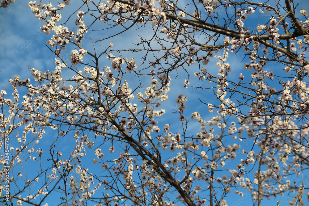 Blooming apricot tree against a blue sky in the spring garden Blooming apricot tree against a blue sky in the spring garden