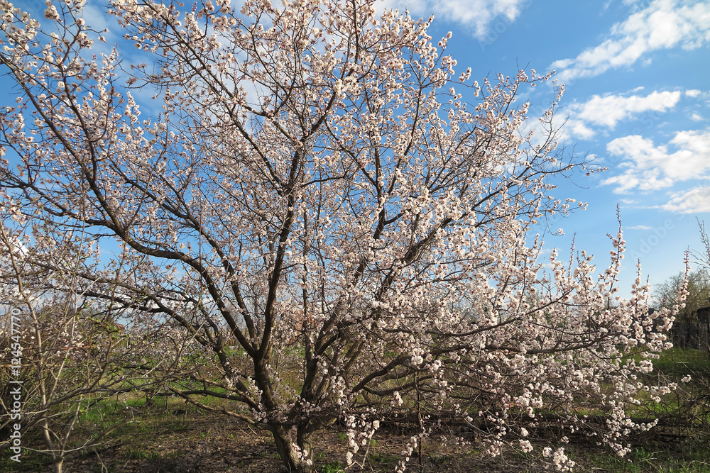 Blooming apricot tree against a blue sky in the spring garden Blooming apricot tree against a blue sky in the spring garden