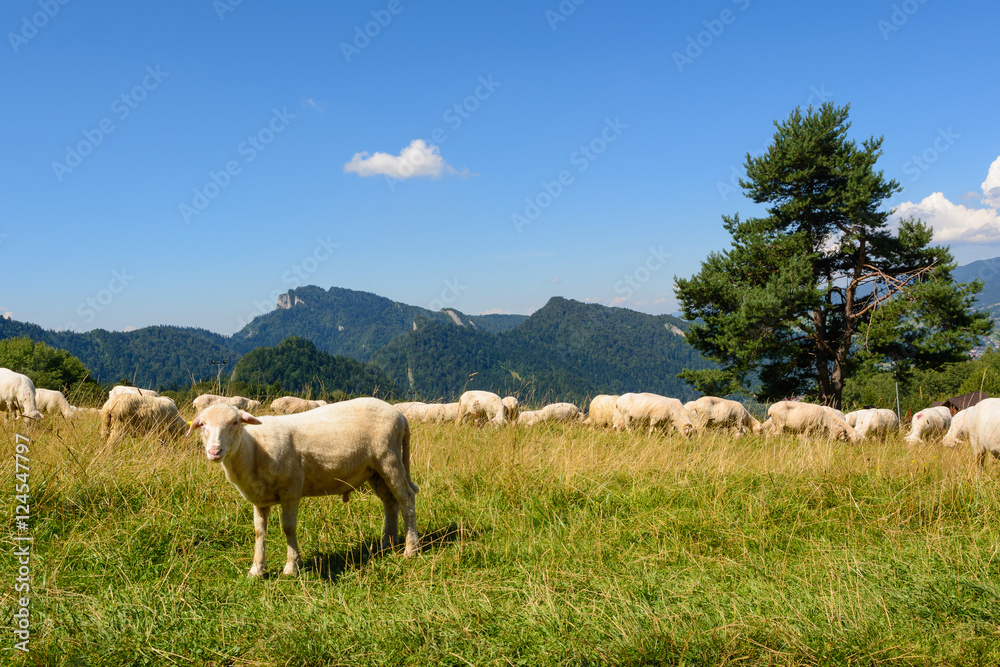 Fototapeta premium Typical sheep on pasture in Pieniny mountains. Poland.