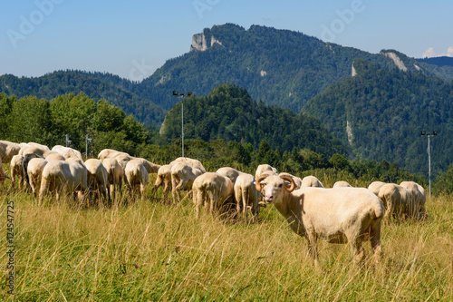 Typical grazing sheep on pasture in Pieniny mountains. Poland.