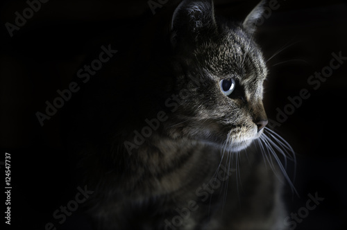 strobist cat