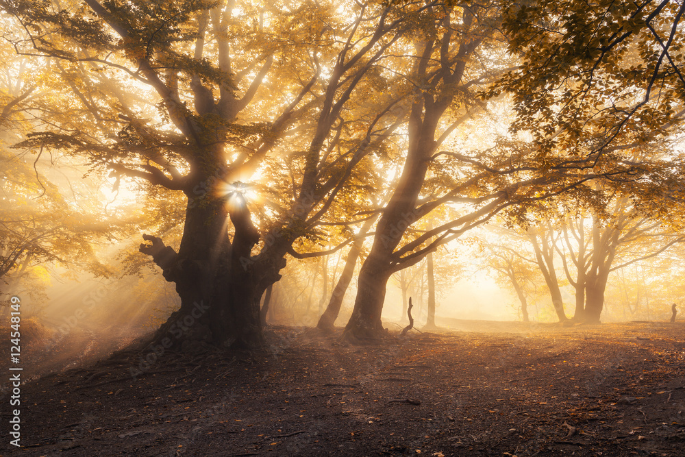 Magical old tree with sun rays in the morning. Forest in fog. Colorful landscape with foggy forest, gold sunlight, yellow foliage at sunrise. Fairy forest in autumn. Fall woods. Enchanted tree