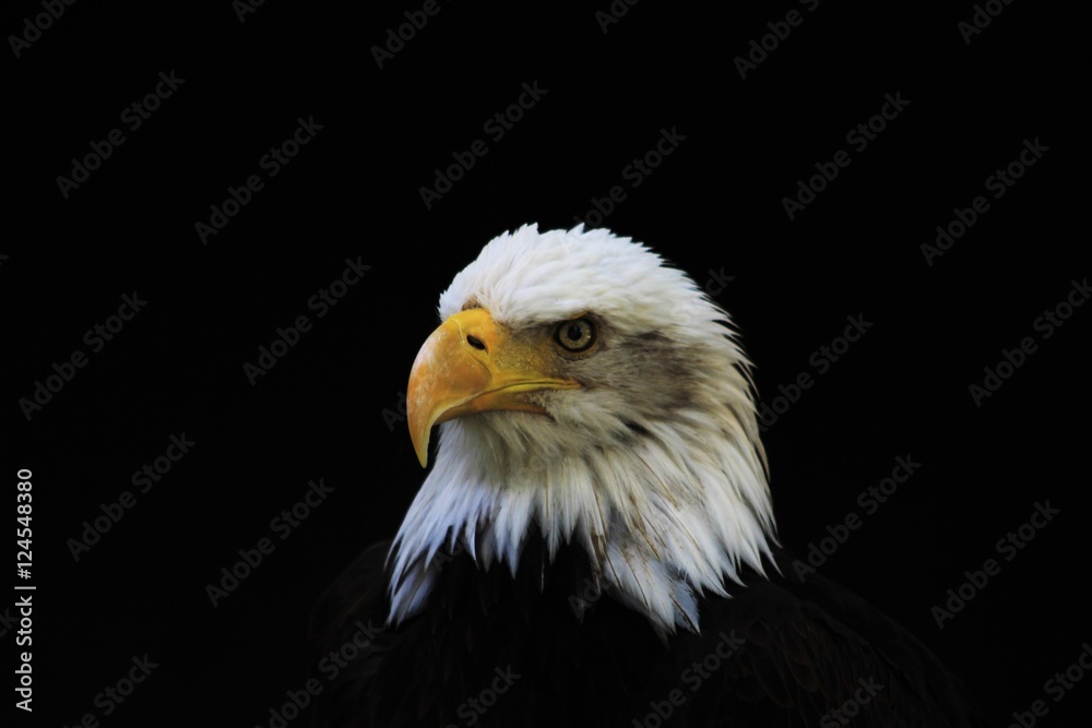 Bald Eagle heraldic animal of the United States of America Bald Eagle heraldic animal of the United States of America