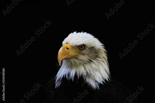 Bald Eagle heraldic animal of the United States of America