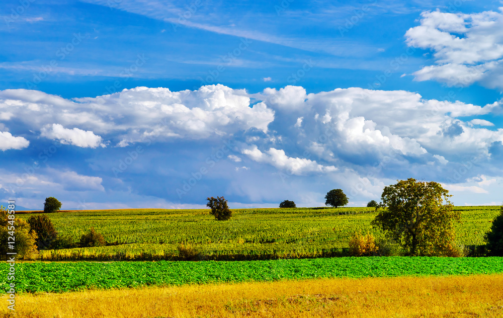 Fototapeta premium Ripe corn and vivid blue sky with beautiful clouds