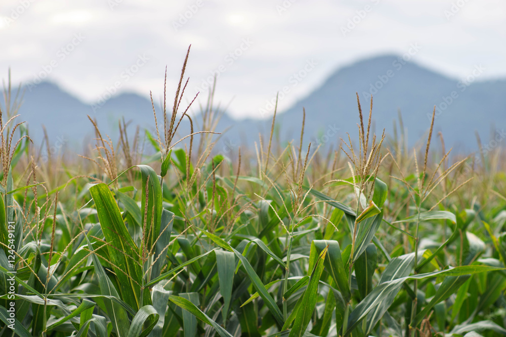 Obraz premium corn field close-up at farm in the sunset.