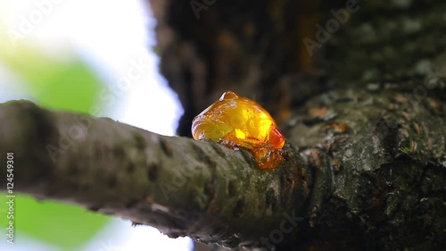 Yellow cherry resin macro close up view