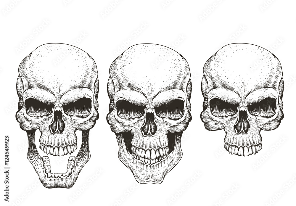 One skull in different guises One skull in different guises