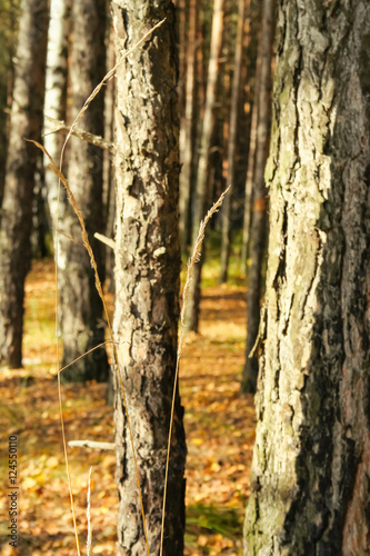 Fototapeta Naklejka Na Ścianę i Meble -  Dry autumn blade on a background of trunks of pine-trees