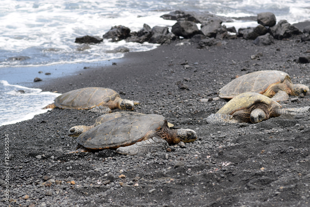 Fototapeta premium four Green sea turtles resting at Punaluu Black Sand Beach
