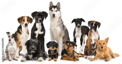 Fototapeta Naklejka Na Ścianę i Meble -  Gruppe verschiedener Hunde