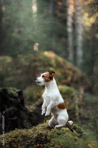 Fototapeta Naklejka Na Ścianę i Meble -  Dog Jack Russell Terrier
