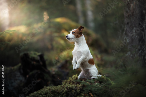 Fotografia, Obraz Dog Jack Russell Terrier