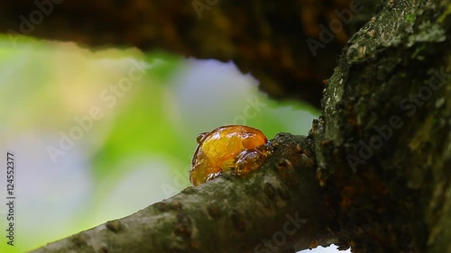 Yellow bubble cherry resin macro close up view with windy background