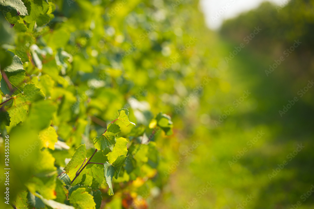 Obraz premium green wineyard background