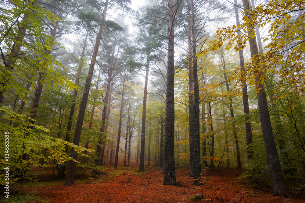 Obraz premium misty forest at dawn in the autumn
