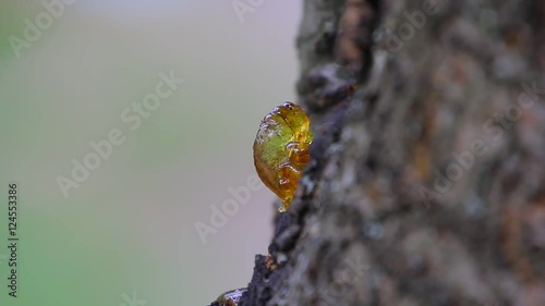 Yellow twisted cherry resin macro close up view