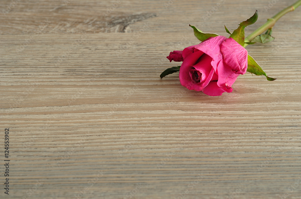 A pink rose isolated on a wooden background