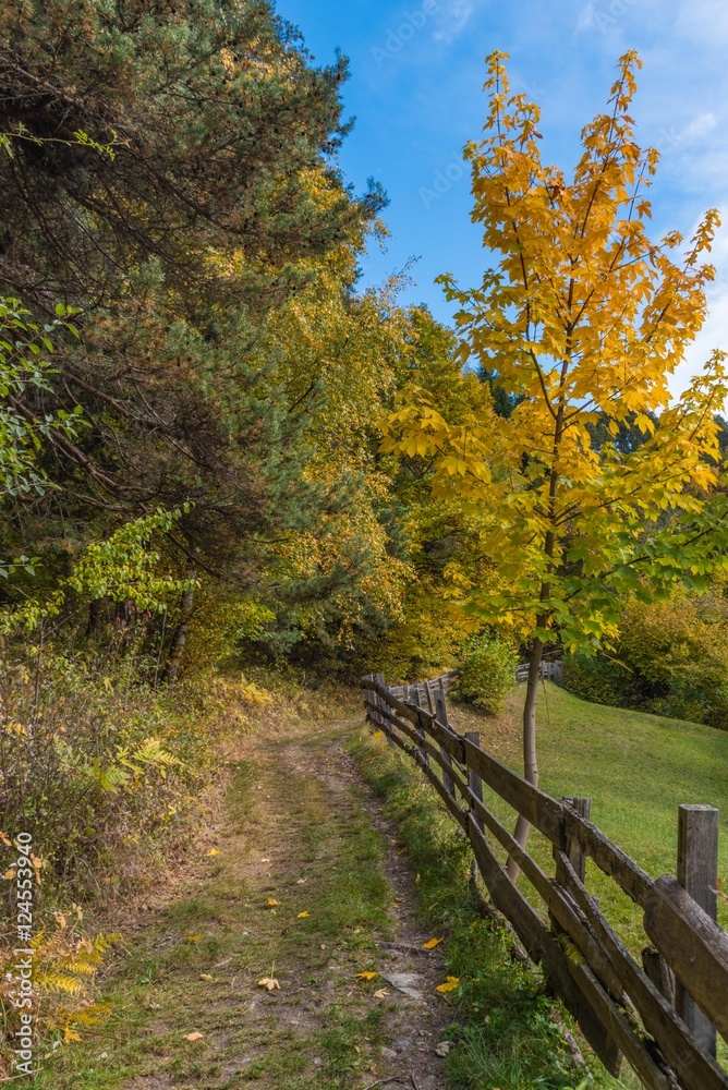 Weg mit Holzzaun und Ahornbaum im Herbst