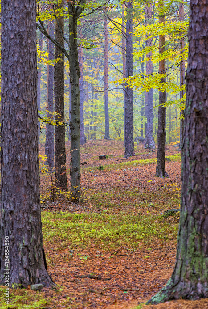 Fototapeta premium Wild autumn coniferous forest reserve. Autumn pine forest