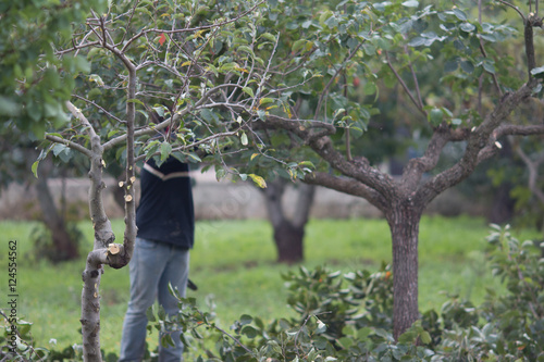 Wallpaper Mural Potatura agricola Torontodigital.ca
