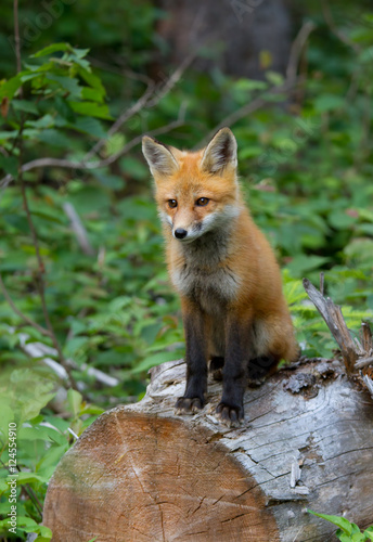 Red fox kit (Vulpes vulpes) sitting on a log in Algonquin Park, Canada © Jim Cumming