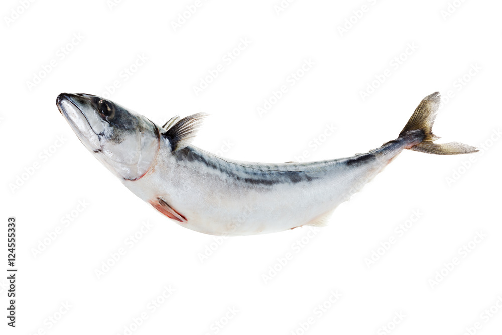 Obraz premium Fresh atlantic mackerel isolated on white