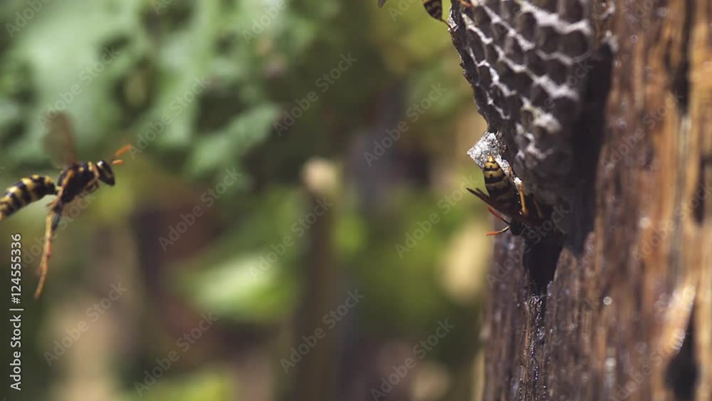 Common Wasp vespula vulgaris Flying to Nest, slow motion Common Wasp vespula vulgaris Flying to Nest, slow motion