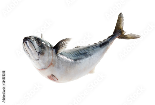 Fresh atlantic mackerel isolated on white