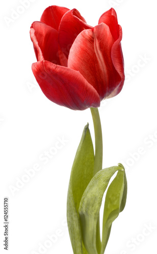 Fototapeta Naklejka Na Ścianę i Meble -  red tulip flower head isolated on white background