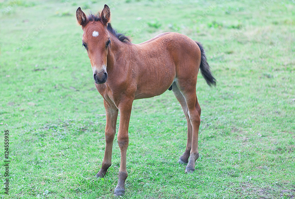 young brown colt young brown colt
