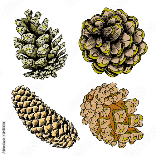 Set of watercolor painted and hand drawn inked drawing of pine cones. Collection of Christmas hand drawn fir cones. Cones of various trees cedars, firs, hemlocks, larches, pines and spruces.
