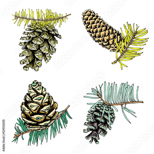 Set of watercolor painted and hand drawn inked drawing of pine cones. Collection of Christmas hand drawn fir cones. Cones of various trees cedars, firs, hemlocks, larches, pines and spruces.