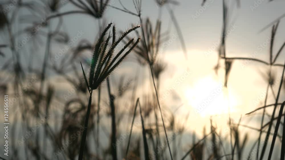 grass with sunrise softly wind 4K 25fps grass with sunrise softly wind 4K 25fps