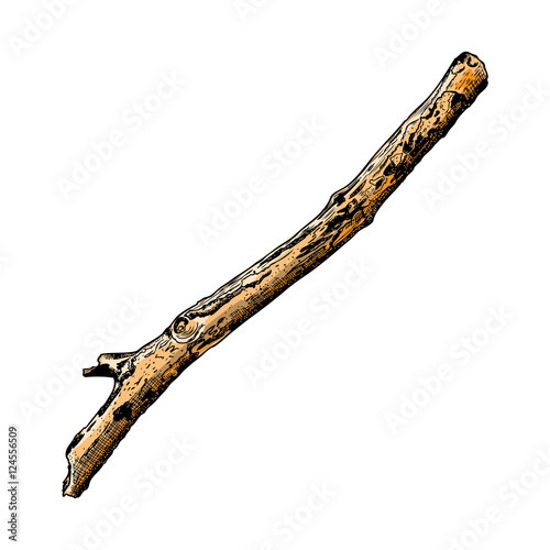 Hand painted watercolor imitation and drawn twig, tree branch isolated on white background.