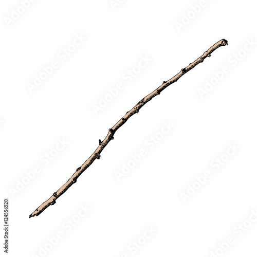 Hand painted watercolor imitation and drawn twig, tree branch isolated on white background.