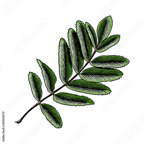Hand painted and inked watercolor drawing of rowan or rowanberry leaves. Berries and rowan berries leaves, hand drawn in rustic design, drawing element of sorb, wild ash, rowan-tree leaves.