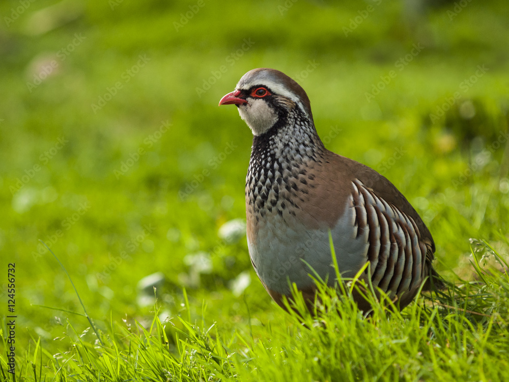 A male of Red-legged partridge. Alectoris rufa. A male of Red-legged partridge. Alectoris rufa.