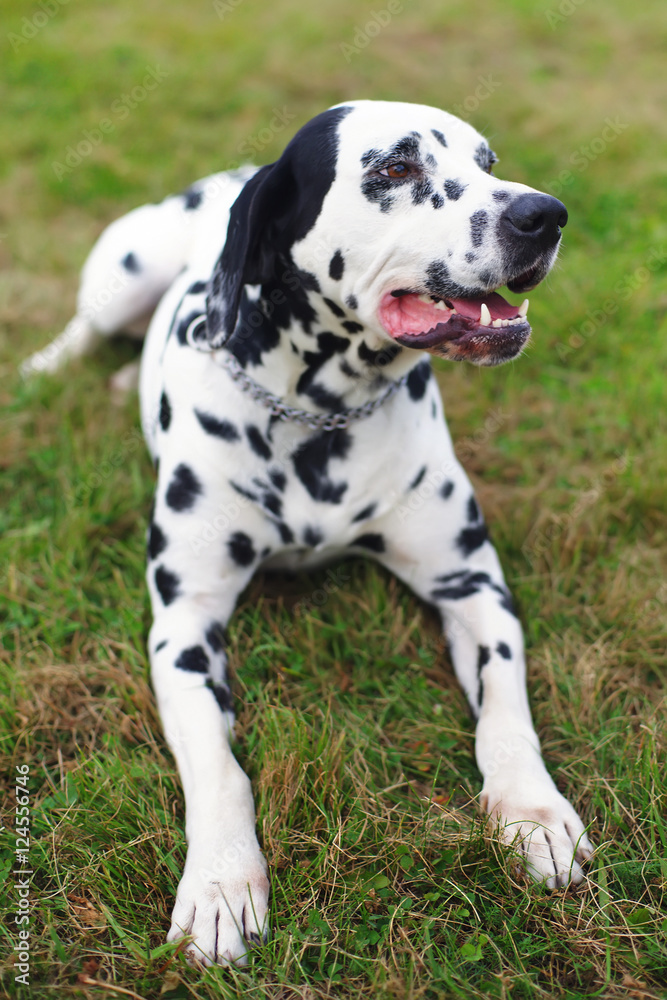 Dalmatian dog lying outdoors on a green grass in a field