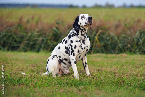 Dalmatian dog sitting outdoors on a green grass in a field