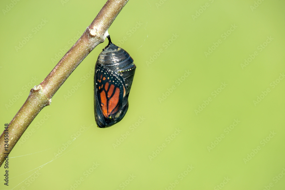 Naklejka premium Monarch butterfly poczwarka wiszące na gałęzi milkweed. Naturalne zielone tło z miejsca na kopię.