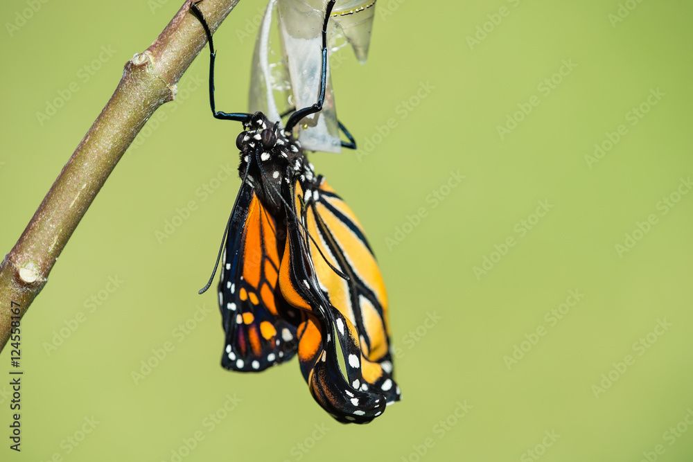 Obraz premium Motyl monarcha (danaus plexippus) wyłaniający się z poczwarki. Naturalne zielone tło z miejsca na kopię.