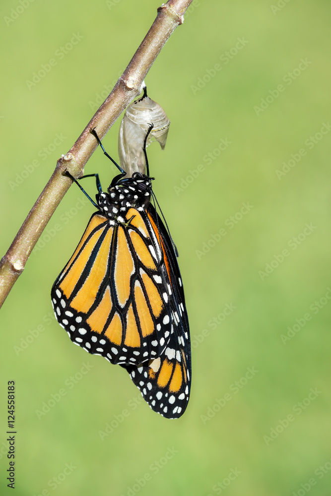 Fototapeta premium Monarch butterfly (danaus plexippus) emerging from the chrysalis. Natural green background with copy space.