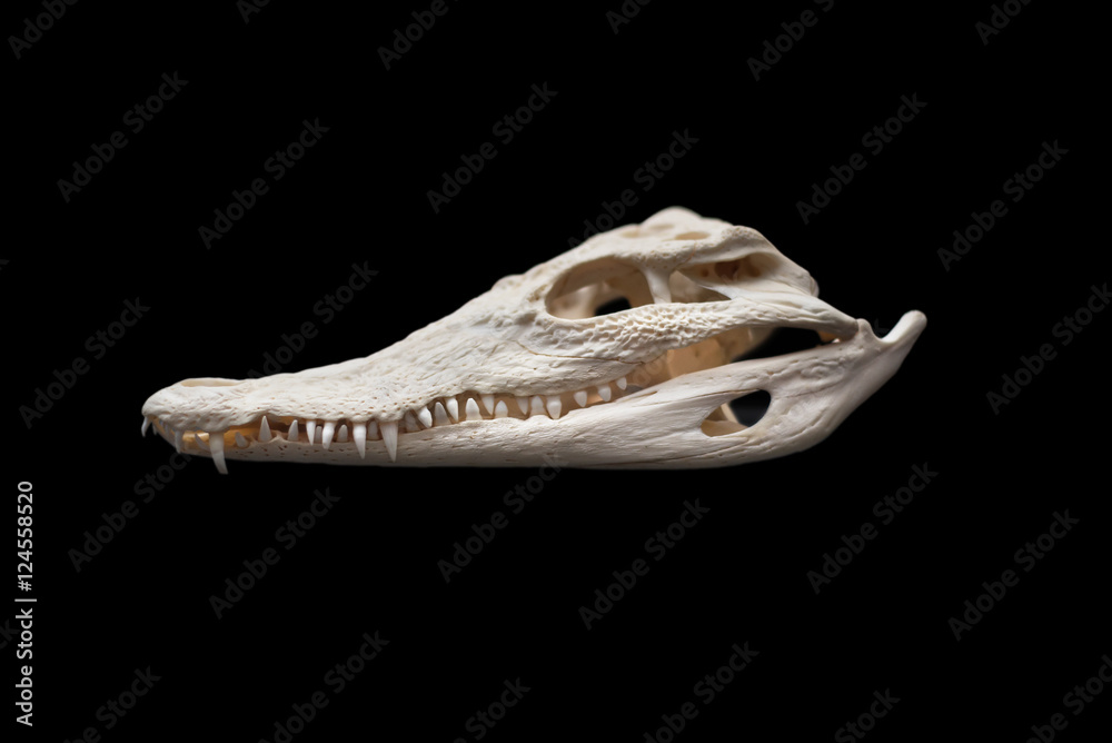 Naklejka premium Nilo Crocodile skull on black isolated background