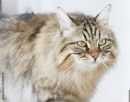 brown siberian cat foreground
