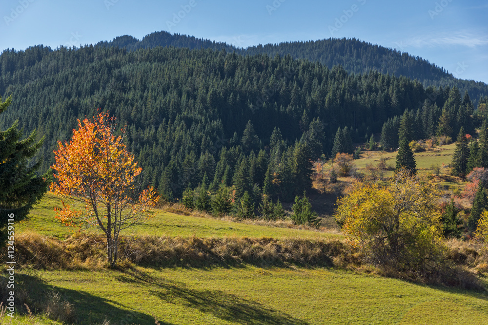 Yellow autumn tree on the meadow near village of Gela, Smolyan Region, Bulgaria