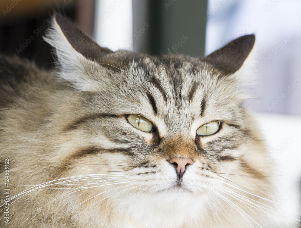 brown siberian cat foreground