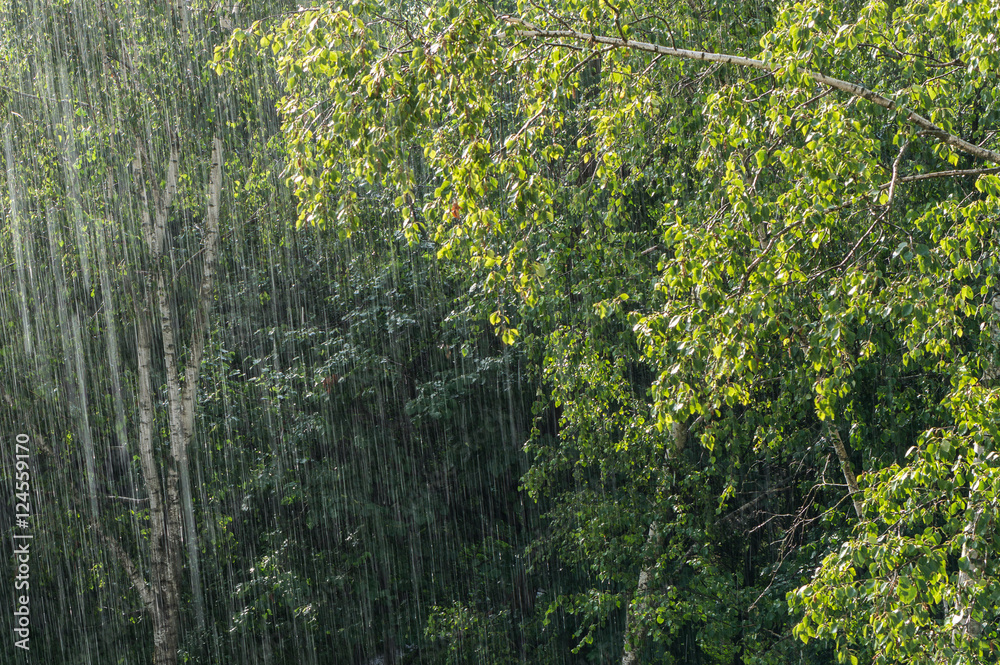 Fototapeta premium Rain shower and sunlight